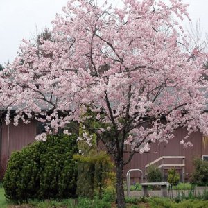Čerešňa okrasná (Prunus serrulata) ´ACCOLADE´ -  výška 45-100 cm, kont. C5L